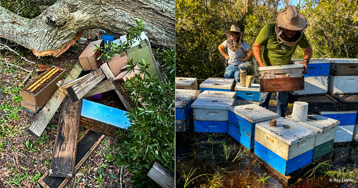 Supporting Beekeepers After Hurricanes Helene And Milton 8596